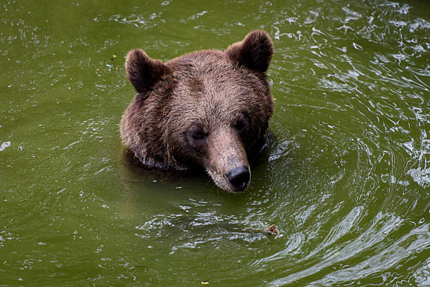 View on a brown bear in a park in France