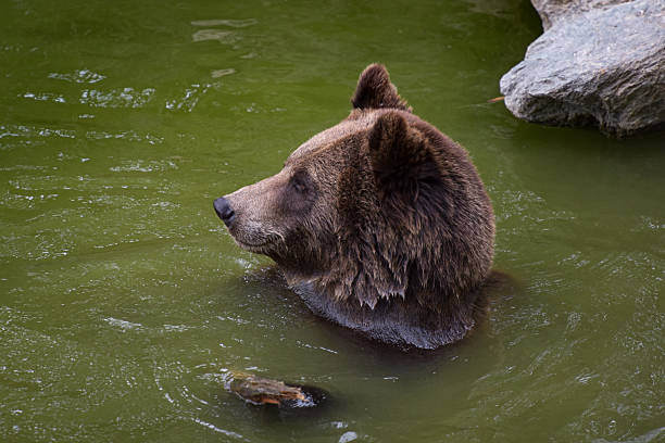 View on a brown bear in a park in France