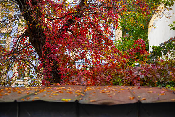 A low angle shot of beautiful maple trees reflecting in the windows of a house in autumn. Shot with a Canon 5D Mark IV.