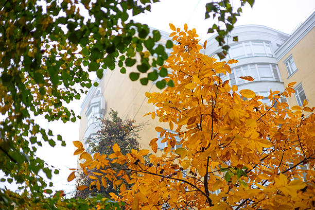 Kyiv, Ukraine. Bright yellow autumn tree branches in the foreground with a modern residential building in the background. Foggy morning in the city center. Seasonal urban nature landscape.