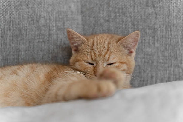 istock Sleeping ginger kitten resting on a bed, peaceful cozy indoor scene with soft light and warm home atmosphere. 2254372926