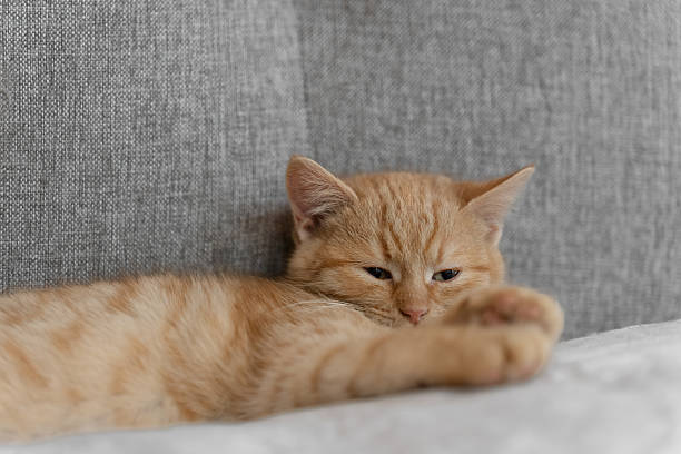 istock Cozy ginger kitten resting on a bed at home, soft light, calm mood, copy space for text. 2254372945