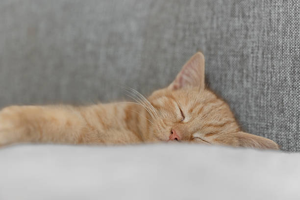 Sleeping ginger kitten resting on a bed, peaceful cozy indoor scene with soft light and warm home atmosphere.