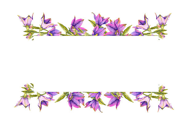 istock Watercolor illustration of purple bellflower 2254373210