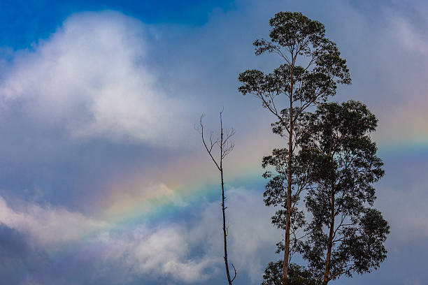 A dramatic sky in the Western Cape after rain: a vibrant rainbow arcs across dark storm clouds, contrasting with blue patches. Tall eucalyptus trees and one dead bare tree silhouette against the colorful atmospheric display.