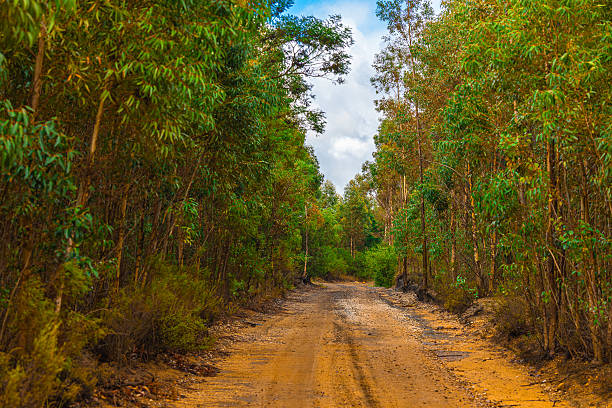 istock A serene dirt road in the Western Cape forms a natural tree tunnel through tall eucalyptus trees, with dense green foliage creating a canopy. Partly cloudy sky filters sunlight onto the earthy path, evoking tranquility. 2254373405