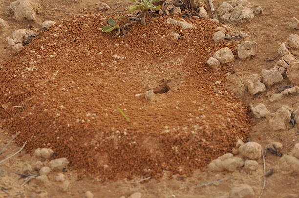 An ant mound is seen in dry soil in a rural area. The mound is composed of fine dirt and small rocks. Ants are likely active, working to maintain their habitat.