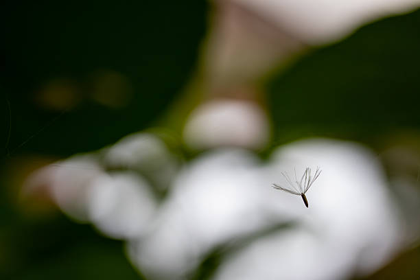 Seedling caught in a spider web with a blurred forest bokeh background