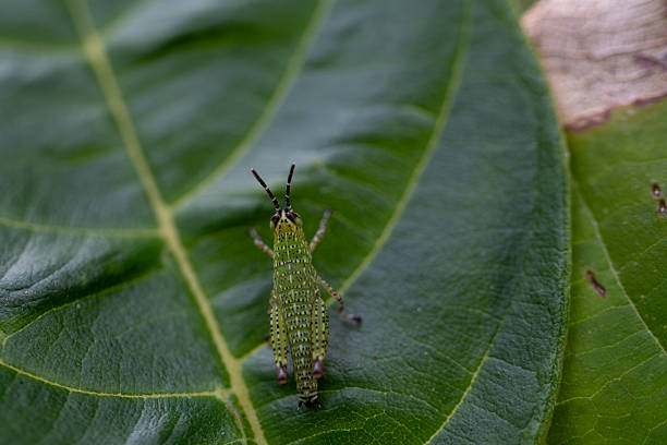 Close up of a small green grasshopper perched on a leaf