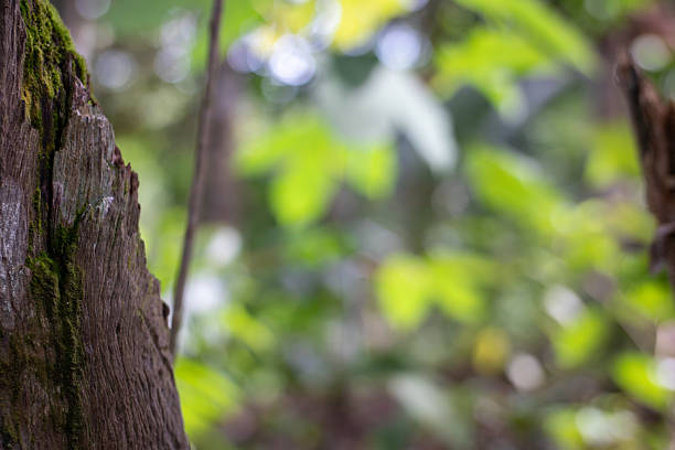 Close up of textured tree stump with moss and blurred forest background