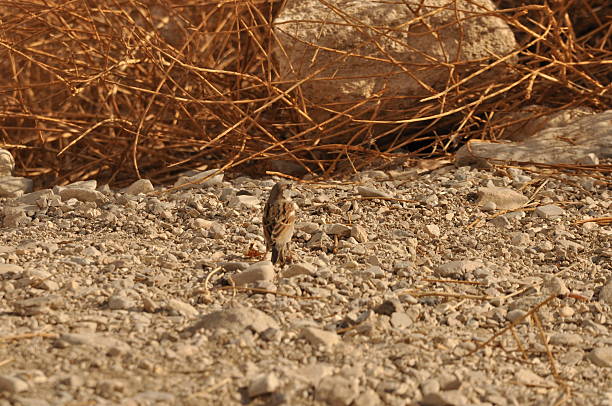 A small bird searches for food on the rocky terrain surrounded by sparse dry plants. The scene captures the essence of wildlife in a natural habitat.