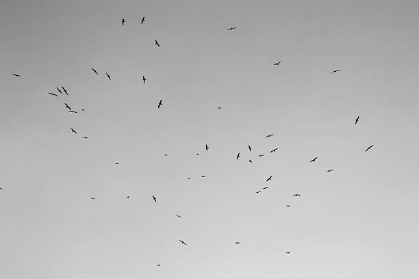 Kyiv, Ukraine. Black and white shot of seagulls soaring in the night sky above modern high-rise buildings and residential blocks in the Left Bank district. Urban night scene.