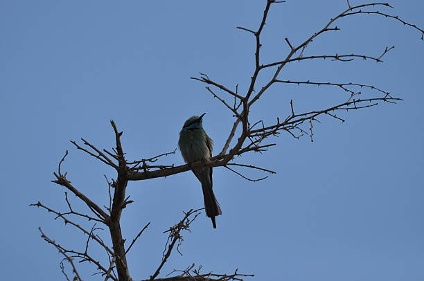 istock Bird perched on a branch against a clear blue sky during daylight 2254374001