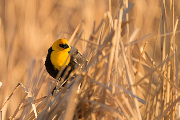Male yellow headed black bird calls out to his mate from a perch in the reeds in the morning light.