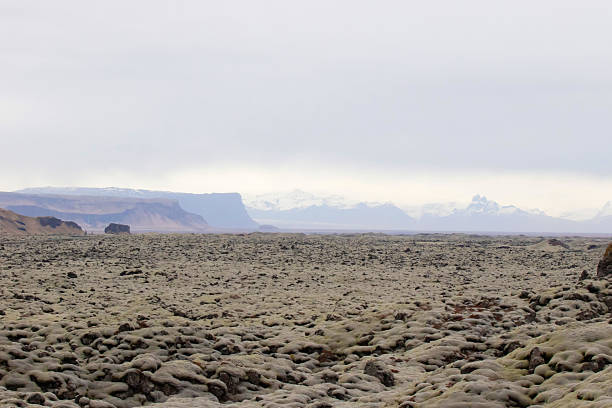 Dramatic Icelandic landscape featuring a vast moss-covered lava field with a lone volcanic rock formation and distant snow-capped mountains beneath a grey overcast sky. Ideal for travel, wilderness, geology, climate, and nature background concepts.
