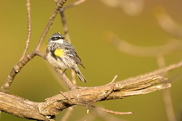 Male Yellow Rumped Warbler sits calmly on a weathered branch, bathed in soft golden light at dawn.