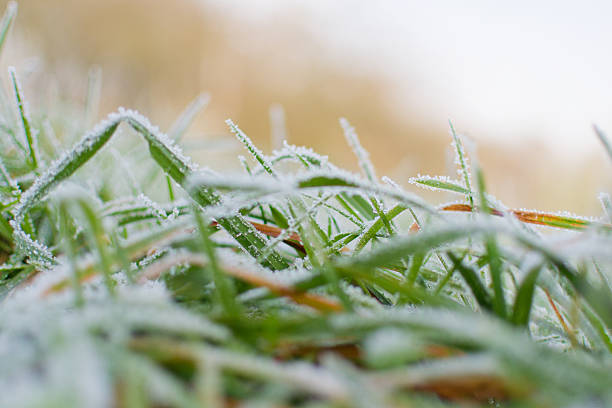 morning frosts in the grass during winter