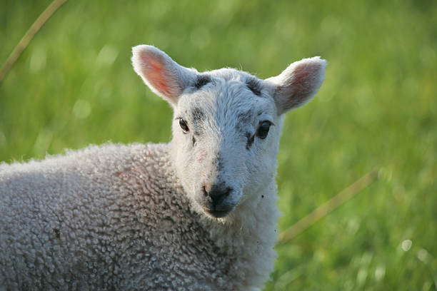 Lamb and ewe in field