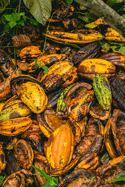 A high angle view of discarded yellow and brown cacao husks and shells after harvest, showing the aftermath of bean extraction in a farm.