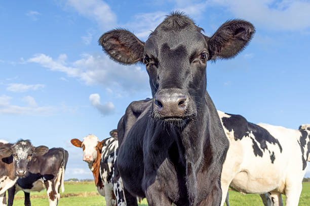 istock Cow black beauty, medium shot, shiny and pretty, blue sky 2254377223