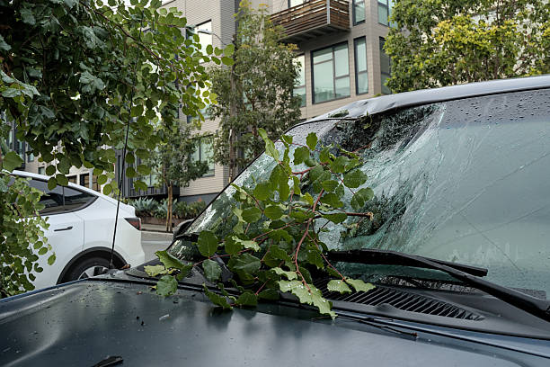 Road Hazard - Large Tree Branch on Road