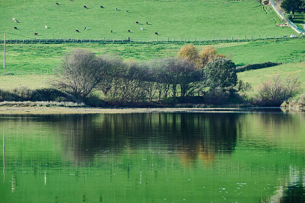 Rural scene showing cows grazing on a vibrant green hillside, with trees reflecting in the still water of a lake