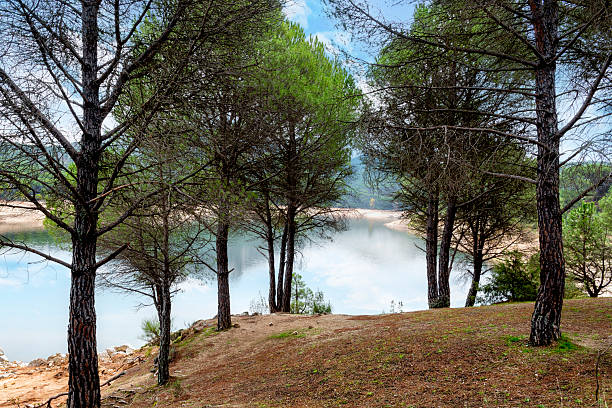 El embalse de San Juan tras los pinos de Virgen de la Nueva. San Martín de Valdeiglesias. Madrid.