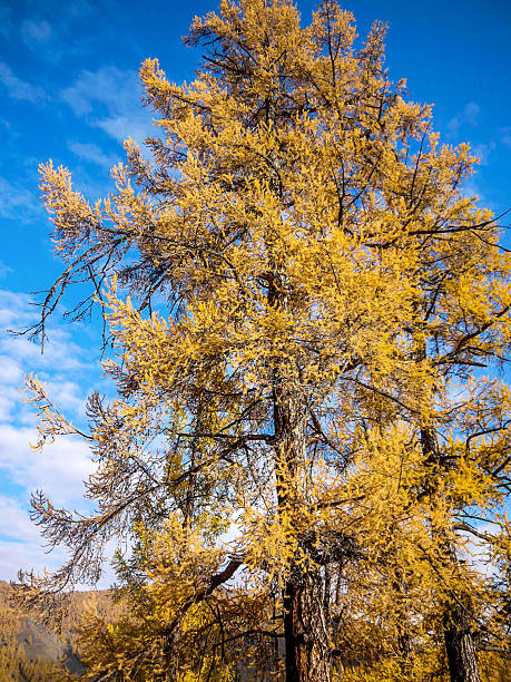 Single tall tree with golden autumn leaves standing against a bright blue sky. Suitable for seasonal, nature, and background use.