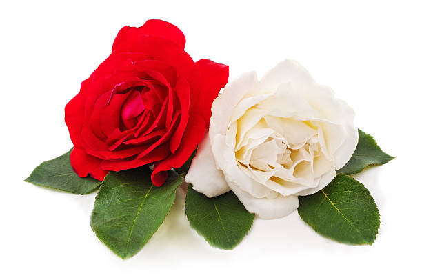 istock Red and white rose flowers with green leaves. 2254379090