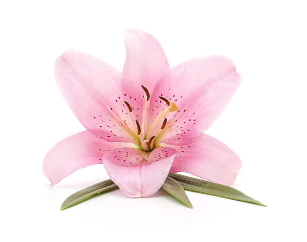 istock Pink lily flower with green leaves. 2254379091
