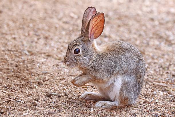 Desert cottontail cleaning its fur