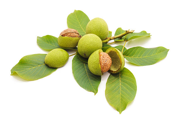 istock Green walnuts with leaves on a white background. 2254379457