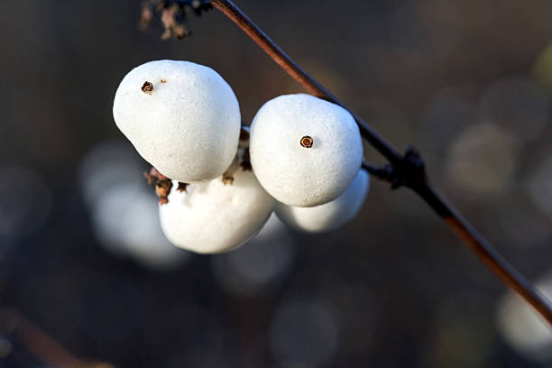 Snowberry bush with white, spherical fruit in autumn, Poland