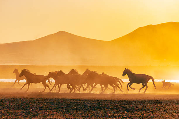 A group of wild horses standing in a dusty paddock during sunrise in Cappadocia, Turkey. The morning mist, soft golden light, and iconic fairy chimneys create a surreal and cinematic atmosphere. Hot air balloons floating in the clear sky complete the dreamy Anatolian landscape.