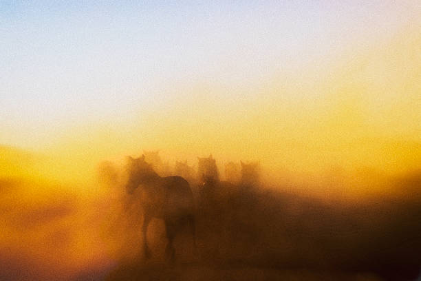istock Wild Horses in Morning Light, Cappadocia Turkey 2254380238