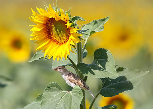 istock The nearly invisible house sparrow (Passer domesticus) 2254380450