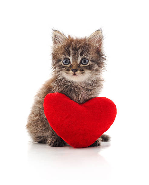 istock Fluffy kitten sitting with red heart toy on white background. 2254380492