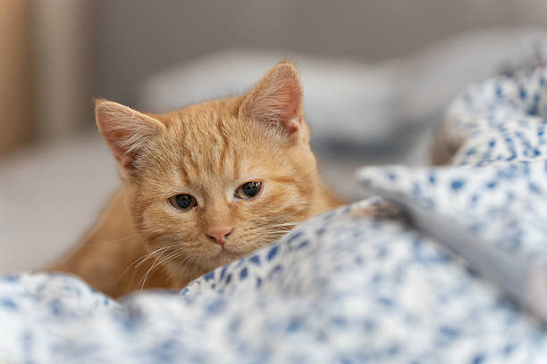Ginger tabby kitten peeking over a patterned blanket on a bed at home, soft natural light, shallow depth of field, cozy indoor mood with copy space.