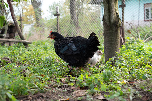 Black chicken standing on green grass beside a young chick in a backyard near a tree.
