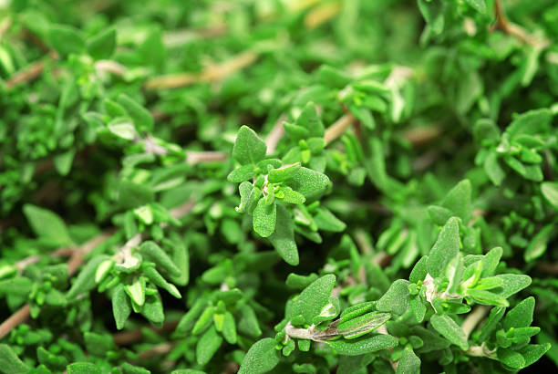 istock Close up of thyme  herbs 2254382730