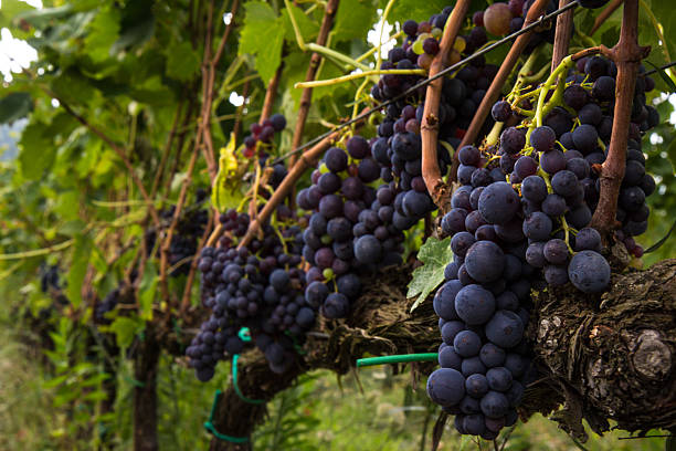 A picturesque view of grapes hanging from lush vineyards in Tuscany, Italy, on a sunny day. The perfect scene of wine country.