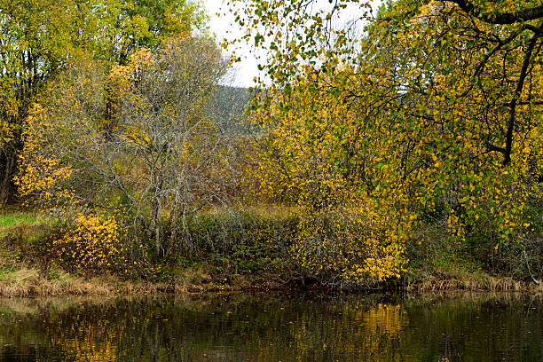 Peaceful autumn river landscape with colorful deciduous trees reflected in calm water. Natural seasonal scenery, serene mood, no people, perfect for nature and environment themes.