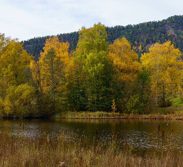 Peaceful autumn river landscape with colorful deciduous trees reflected in calm water. Natural seasonal scenery, serene mood, no people, perfect for nature and environment themes.