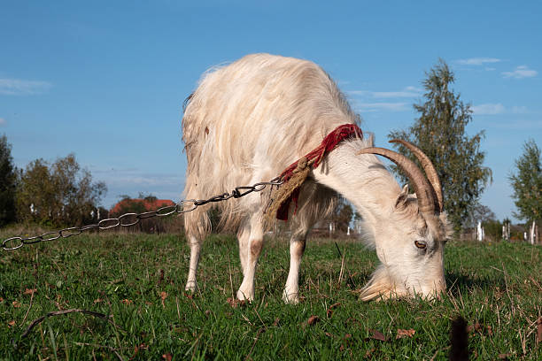 Close-up white goat grazing on a meadow, visible horns, fur and natural texture.