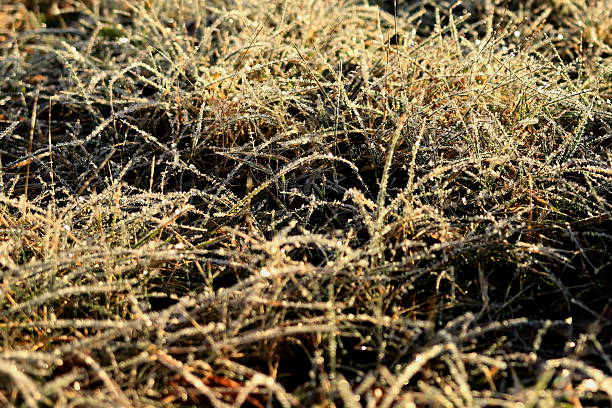 istock Ice crystals on grass leaves 2254386016