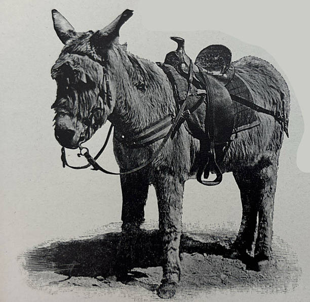 istock Antique illustration - burro with a saddle in Southern California 2254387720