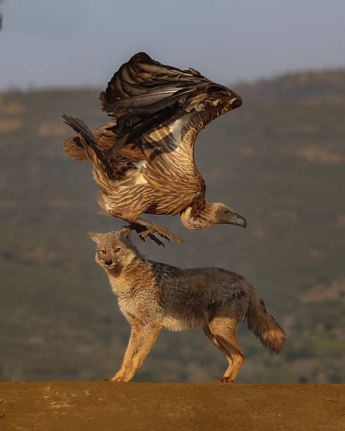 40+ Black Backed Jackals And Vultures Stock Photos, Pictures