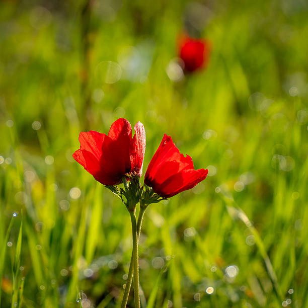 Two red anemones in a green meadow on a sunny winter morning.