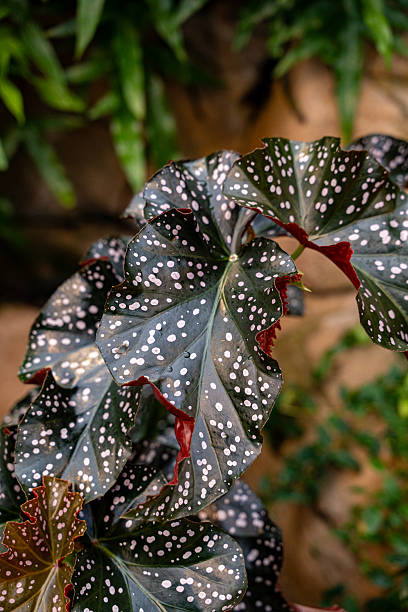 istock Close up of polka dot begonia leaves with spotted pattern. 2254388883