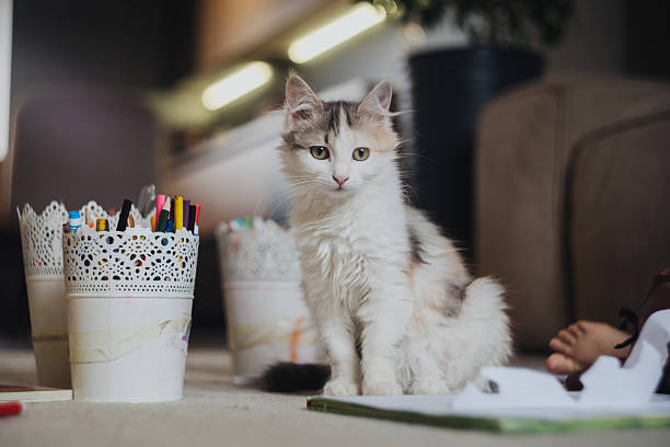white fluffy kitten on tabletop surrounded by colored pencils and stationery attentive pose slight head tilt childs hand nearby